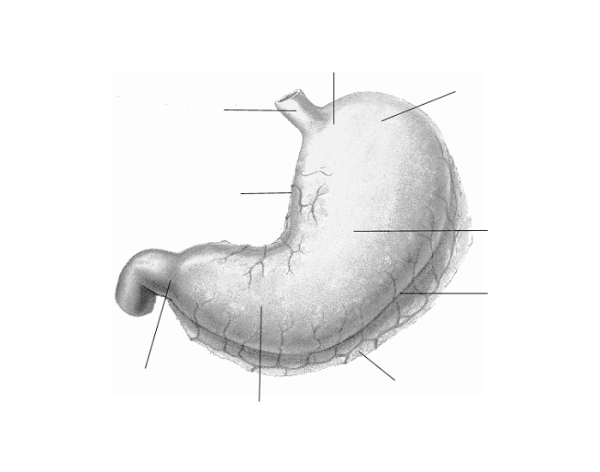 Счастливый желудок