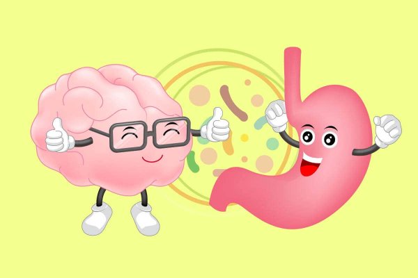 Изображение желудка человека