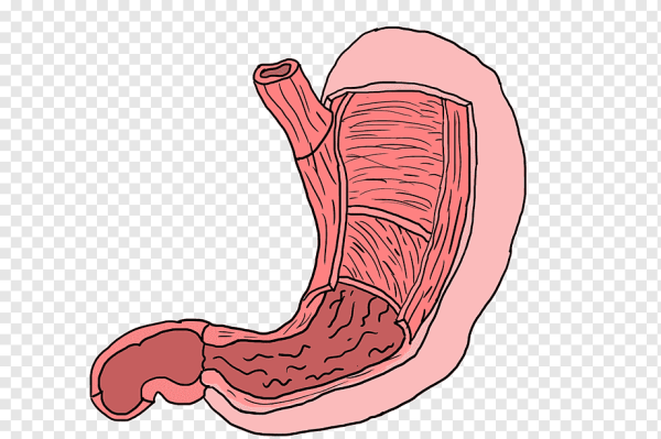 Желудок мультяшный