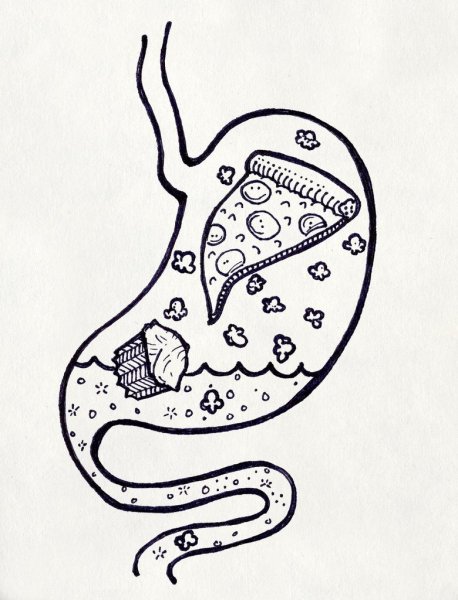 Желудок рисунок