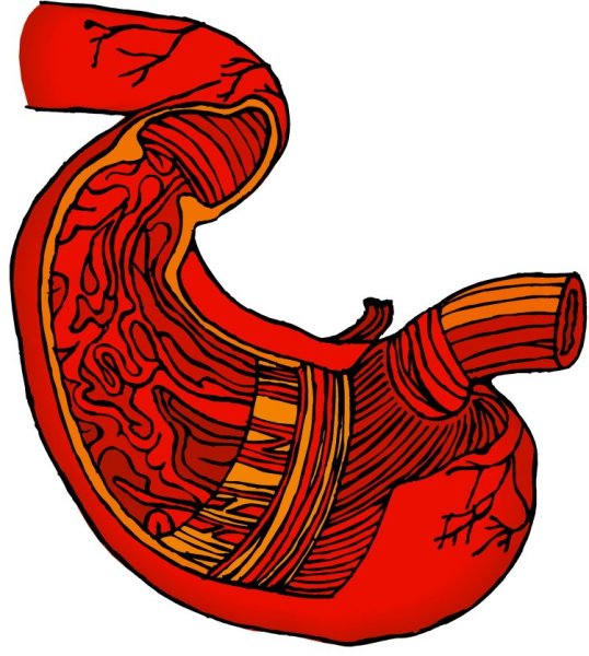 Желудок контур