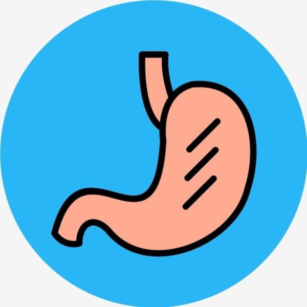 Желудок арт