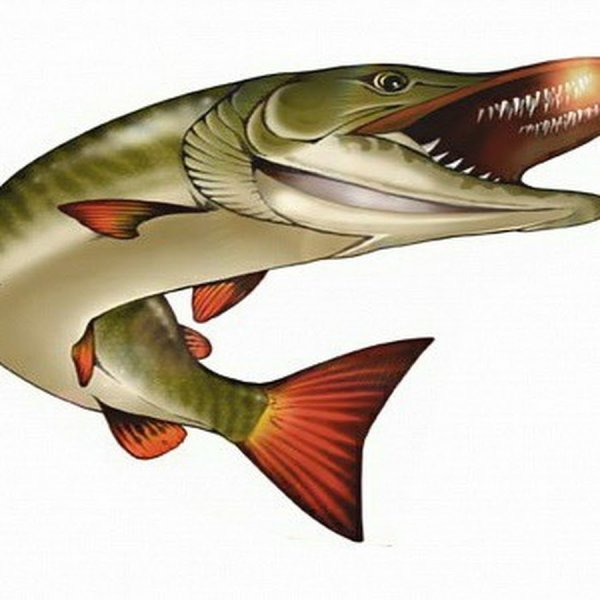 Щука для детей