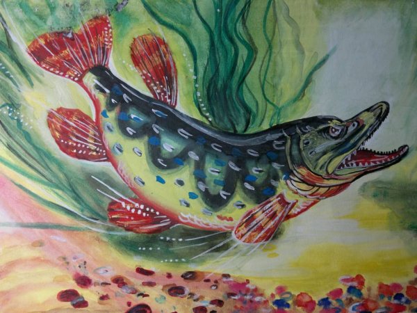 Рисование щука