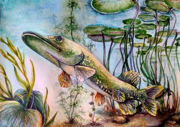 Щука акварелью