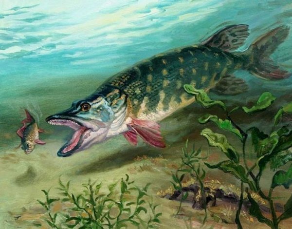 Щука хищная рыба