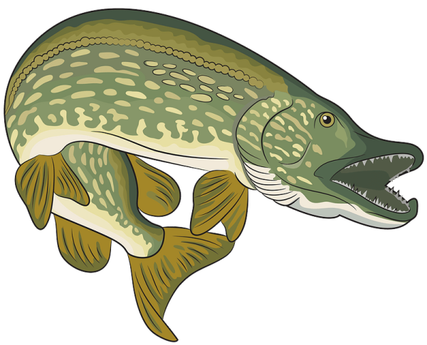 Щука для дошкольников