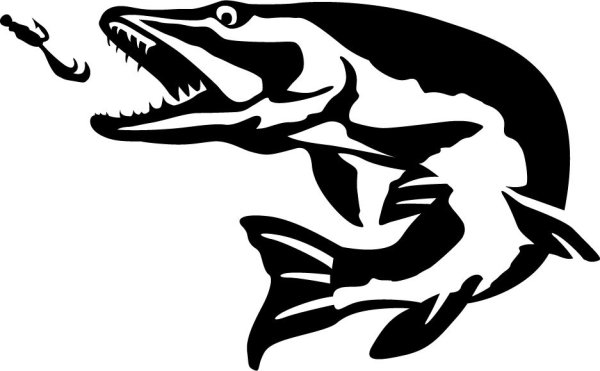 Вид обыкновенная щука - Esox Lucius