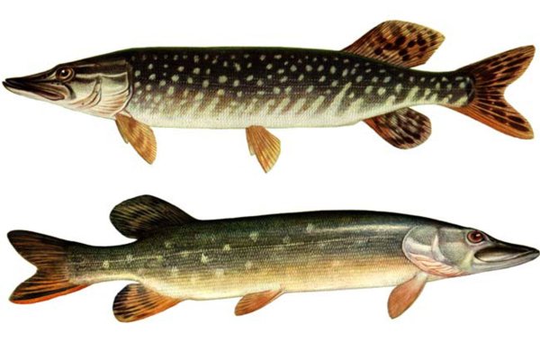 Щука раскраска