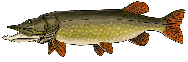 Раскраска рыба щука