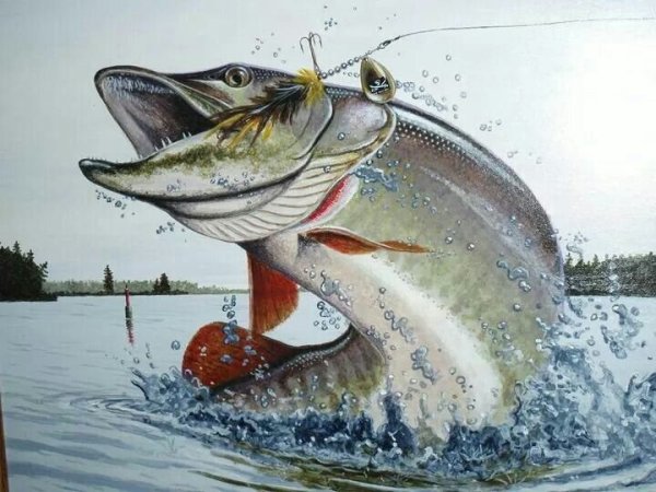 Щука раскраска