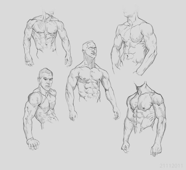 Наброски торса