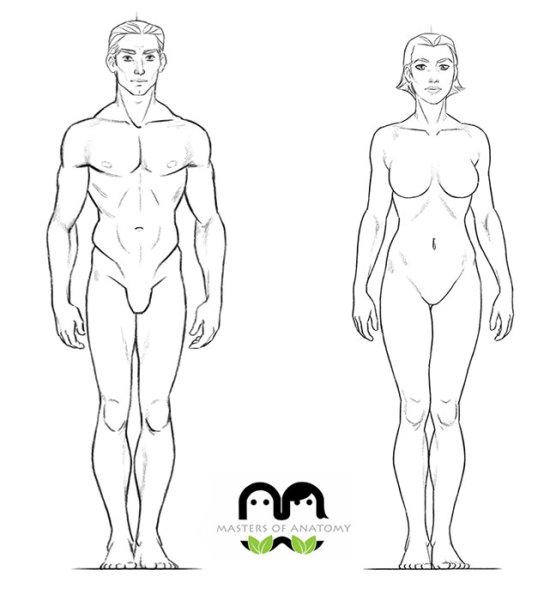 Мужская анатомия референс телосложения