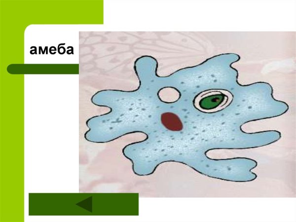 Амёба обыкновенная 5 класс биология