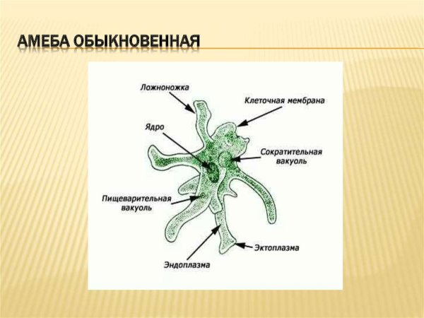 Строение амебы обыкновенной