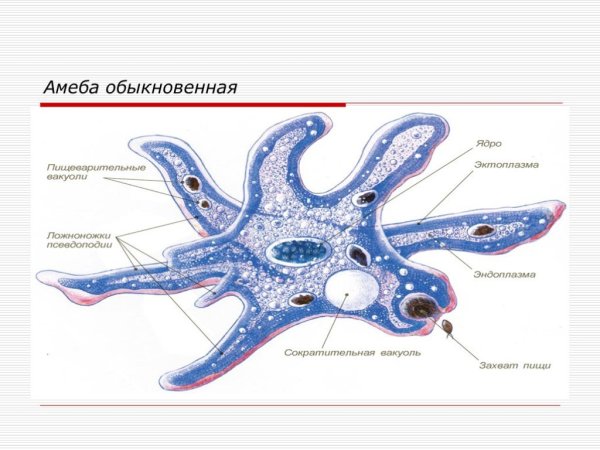 Строение амебы 7 класс биология
