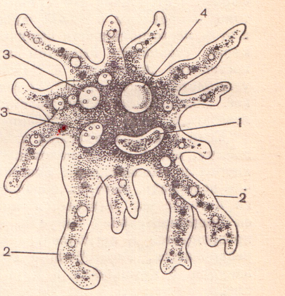 Саркодовые амеба обыкновенная