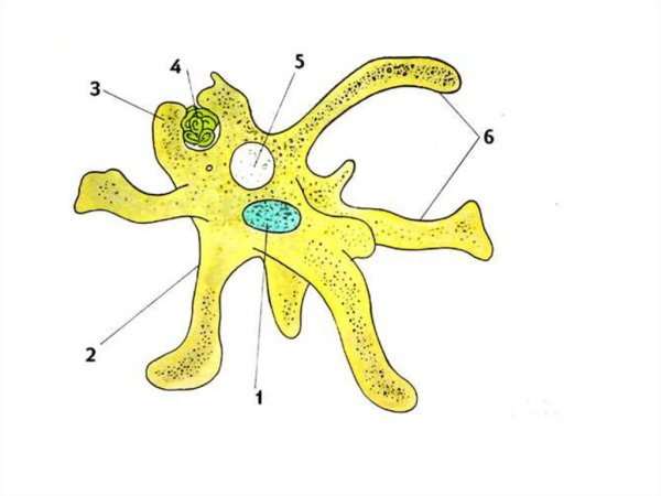 Амёба обыкновенная
