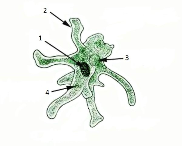 Амёба обыкновенная строение рисунок