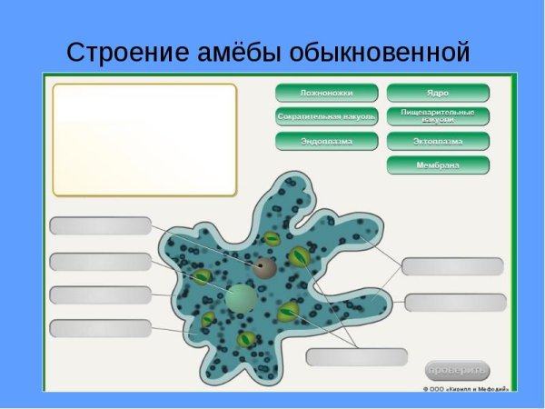 Строение амебы обыкновенной