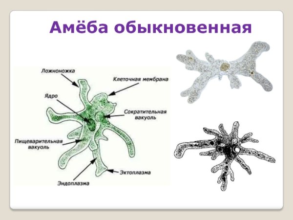 Эктоплазма амеба обыкновенная