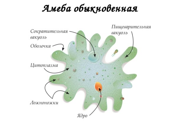 Строение амебы 6 класс биология