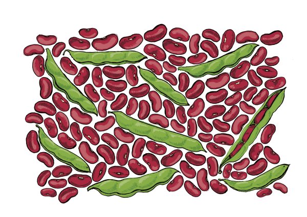 Фасоль для детского сада