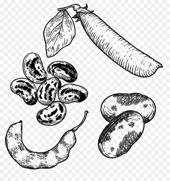 Фасоль раскраска для детей