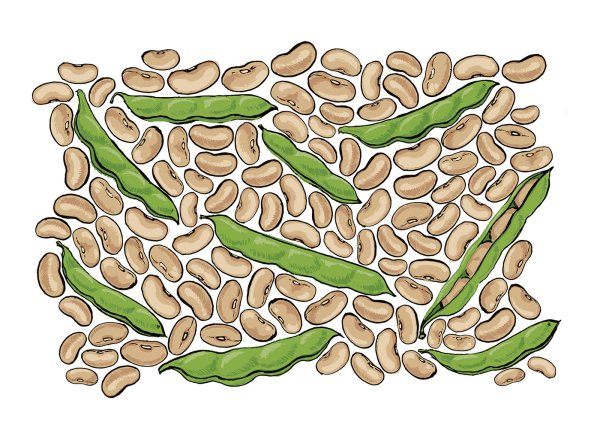 Фасоль рисунок для детей