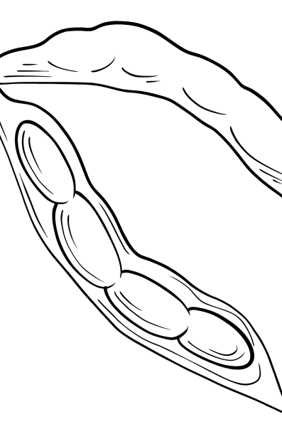 Фасоль раскраска для детей