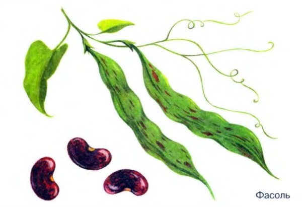 Фасоль раскраска для детей