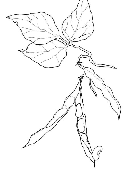 Нарисовать фасоль