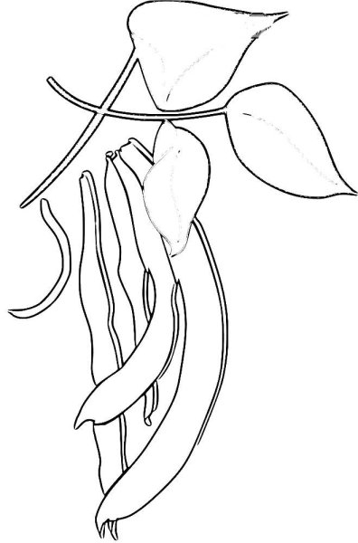 Фасолька рисунок