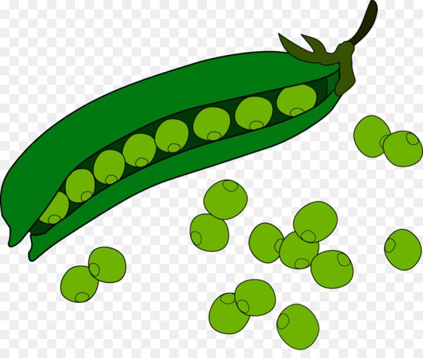 Фасоль спаржевая акварель