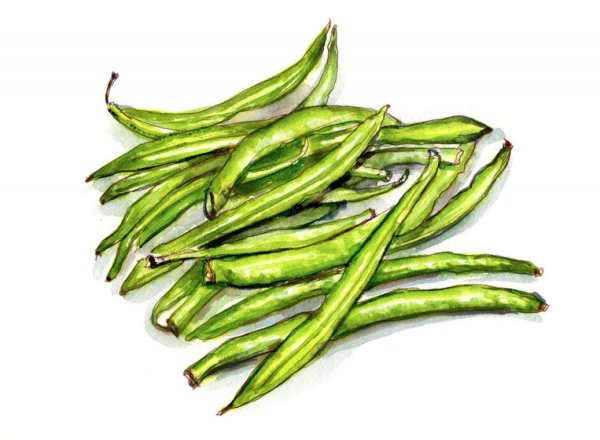 Фасоль раскраска для детей