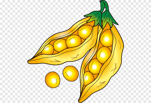 Векторная фасоль