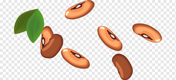 Бобы рисунок