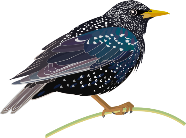 Перелетные птицы скворец для детей