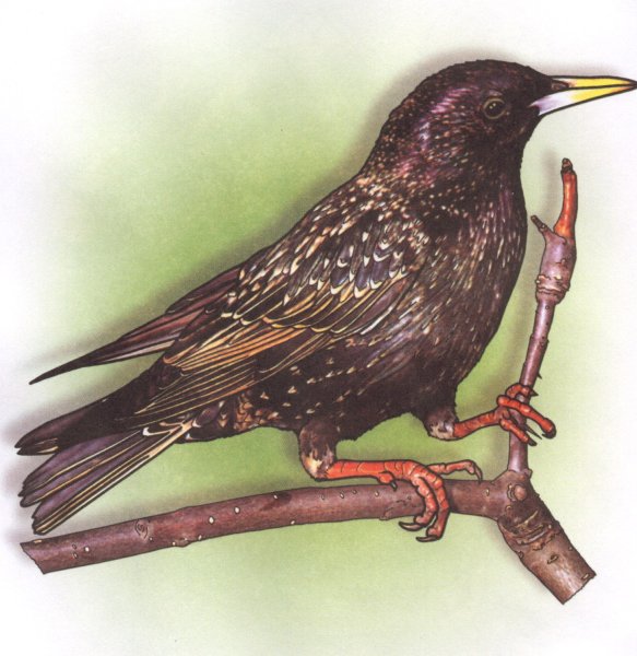 Скворец для детей