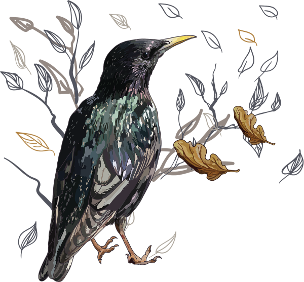 Скворец картинка для детей