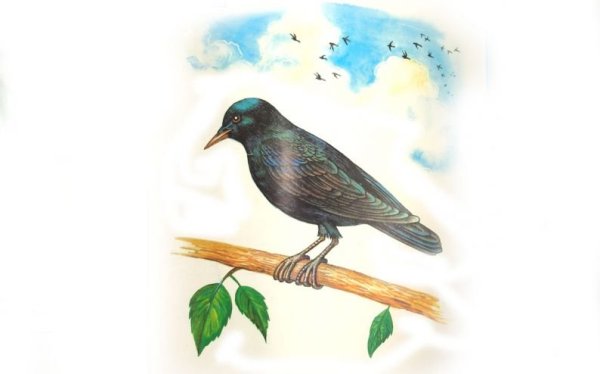 Скворец для детей детского сада