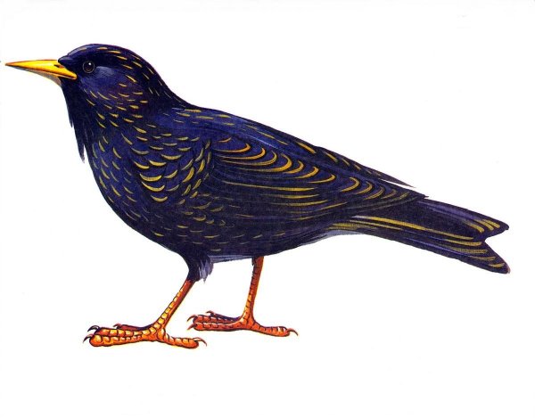 Скворец для детей