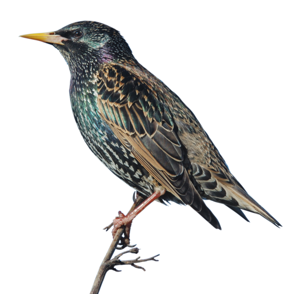 Скворец Перелетная птица