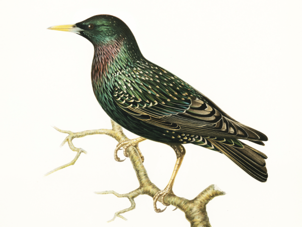 Скворец для детей