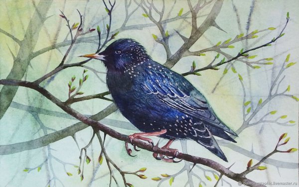 Снегирев скворец