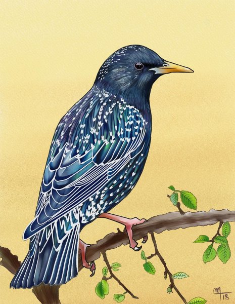 Птица рисунок