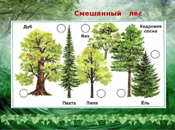 Лес рисунок