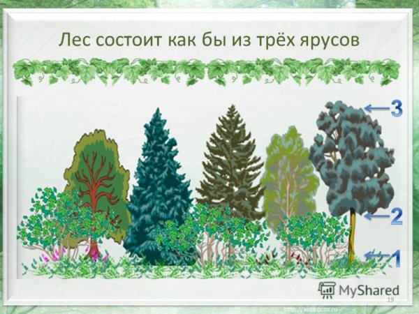 Лиственные деревья