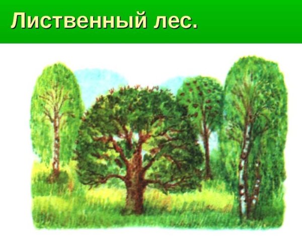 Раскраска леса для детей