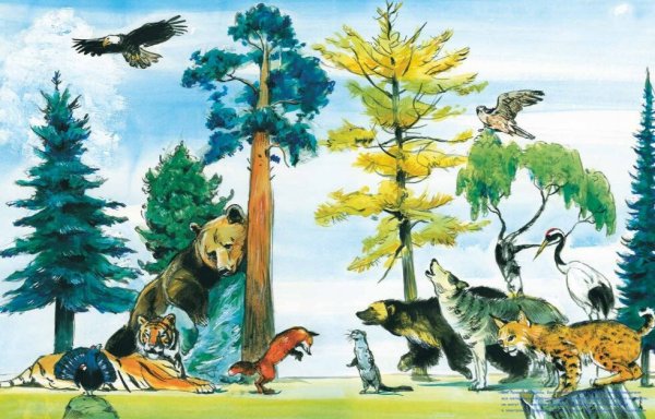 Рисунок Тайга смешанный и широколиственный лес